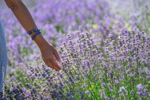 Woman walking in the flowering lavender field.
