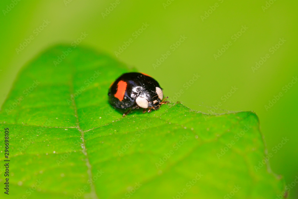 Fototapeta premium harmonia axyridis