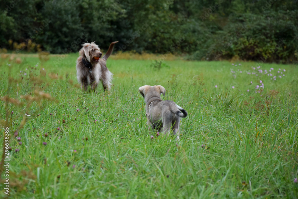 two young dogs play together on the meadow