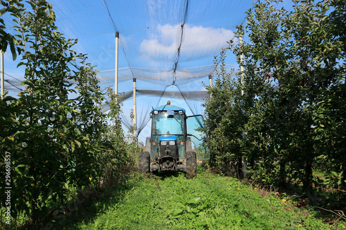 Tractor inside an apple orchard protected by an anti insect net coverings 