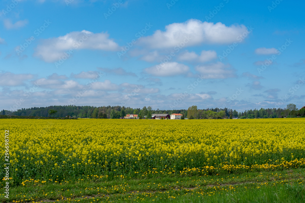 Large field of rape seed or colza plants on a sunny summer day in Sweden