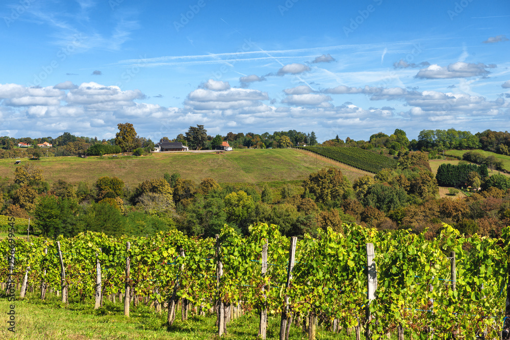 Vineyard of the Jurancon wine in the French Pyrenees