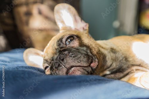 French BullDog puppy Sleep on the sofa. Selective focus © IKvyatkovskaya