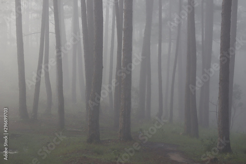 Pine forest in morning mist