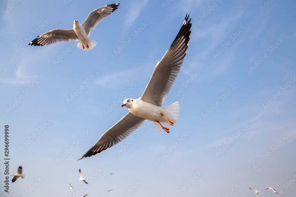 The gulls are flying in the blue sky with cloud. Seagulls migrate in the winter at Bang-poo resort , Samut Prakarn Province , Thailand. The gulls are flying in the blue sky with cloud. Seagulls migrate in the winter at Bang-poo resort , Samut Prakarn Province , Thailand.