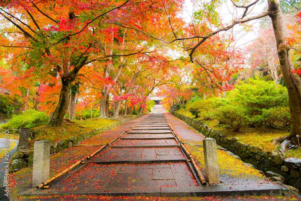 Japanese garden with maple tree Japan autumn.,autumn in the park
