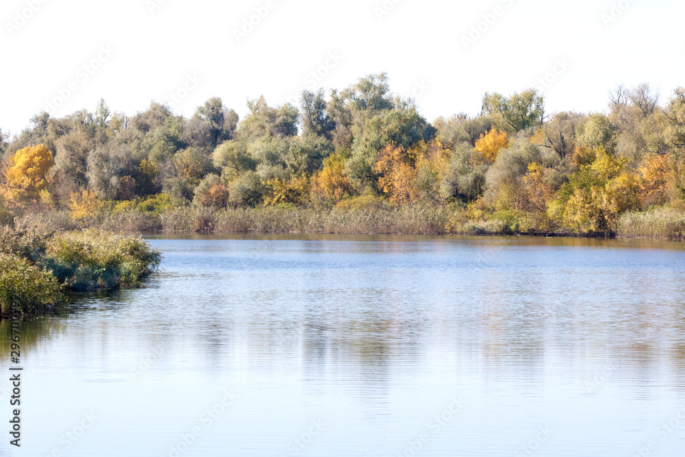 landscape yellow trees on the banks of a large river landscape yellow trees on the banks of a large river
