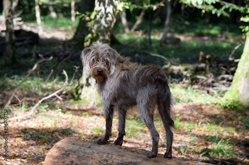 portrait of an adult hound dog in the forest