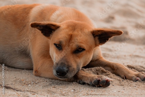 Lonely stray dog on the sand beach.