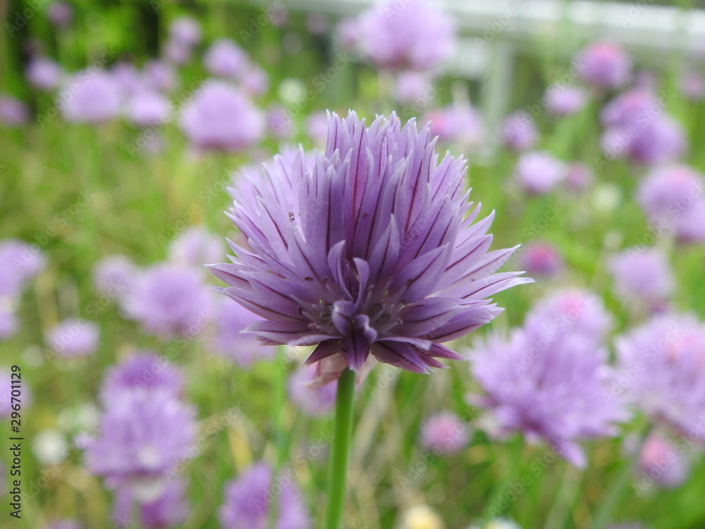 Obraz premium Schnittlauch Blüte