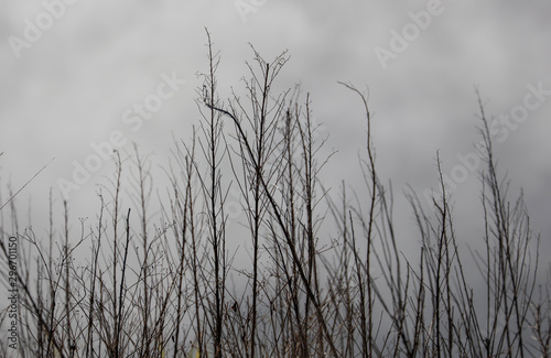 Small dry tree in mist