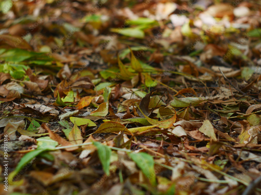 Autumn leafs fall on the ground texture Autumn leafs fall on the ground texture