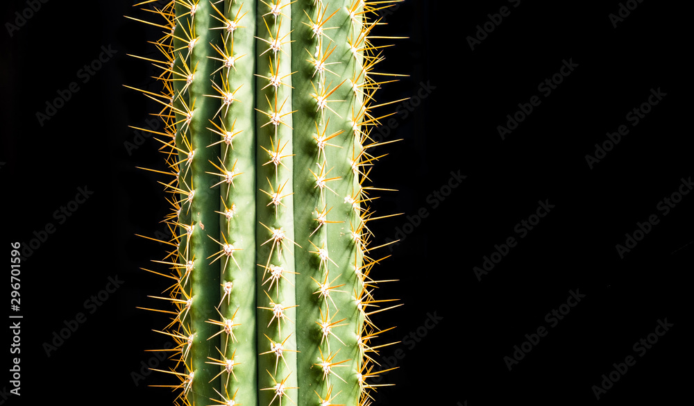 Tall cactus fragment on black background with copy space Tall cactus fragment on black background with copy space