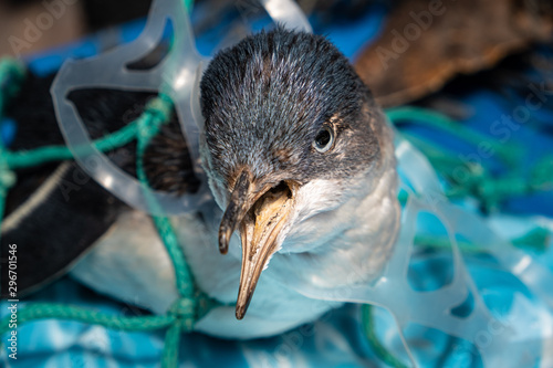 Marine plastic pollution and nature conservation concept - penguin trapped in plastic net © Greg Brave