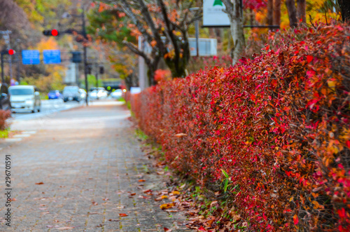 Autumn leaves in , Okayama, Japan