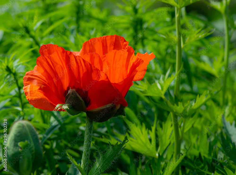 Fototapeta premium red poppy flower