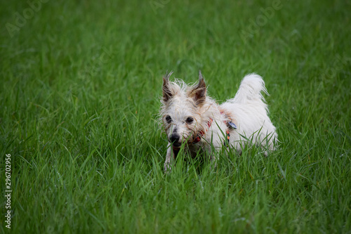 funny yorkshire terrier in the meadow