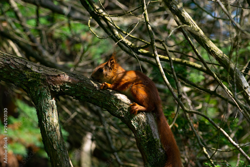 squirrel on a tree squirrel on a tree