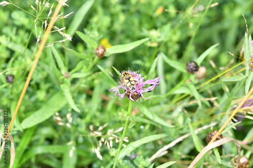 macro field insects on flowers © константин константи