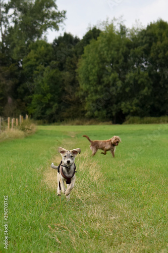 Fototapeta Naklejka Na Ścianę i Meble -  two young dogs play together on the meadow