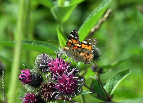 field butterfly sits on a flower