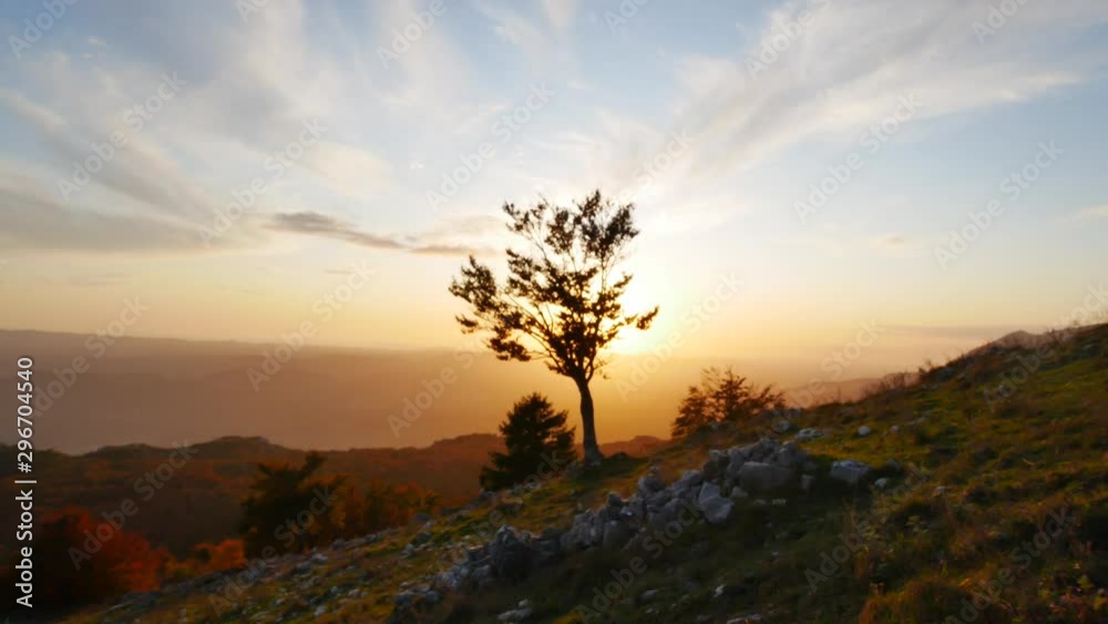 dreamy shot with slow camera movement with a isolated tree silhouette before sunset in a misty autumn evening dreamy shot with slow camera movement with a isolated tree silhouette before sunset in a misty autumn evening