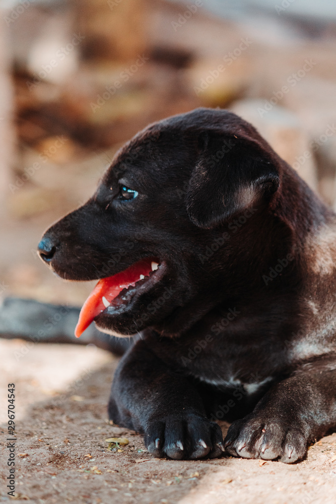 Closeup shot of a cute little puppy with its mouth open Closeup shot of a cute little puppy with its mouth open