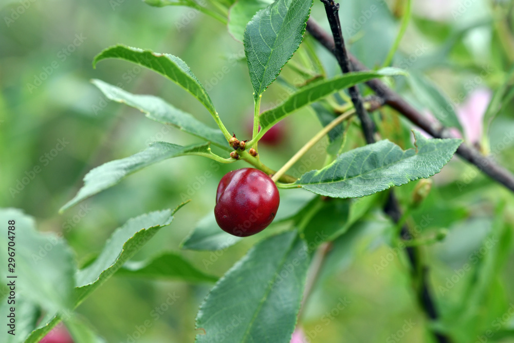 red cherry on a green background
