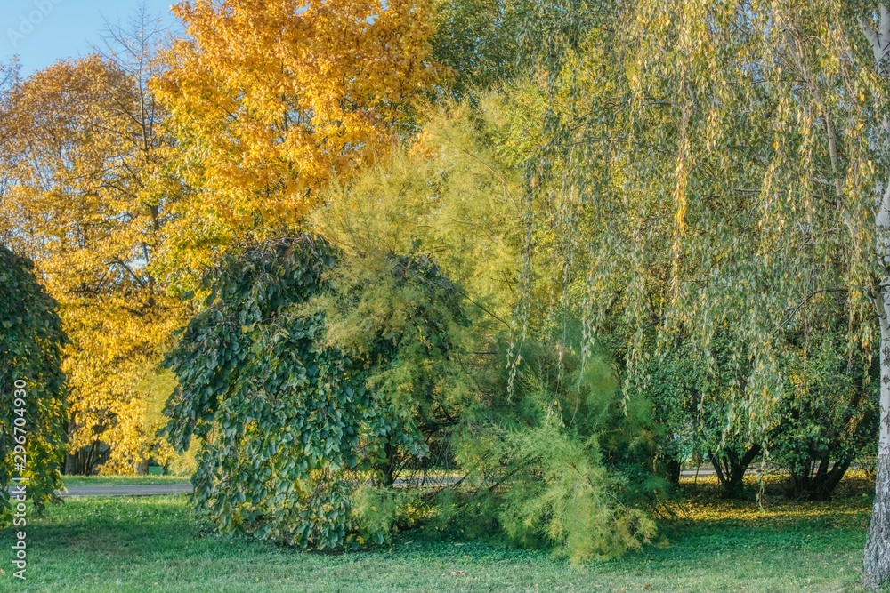 autumn park landscape, various trees and colorful leaves