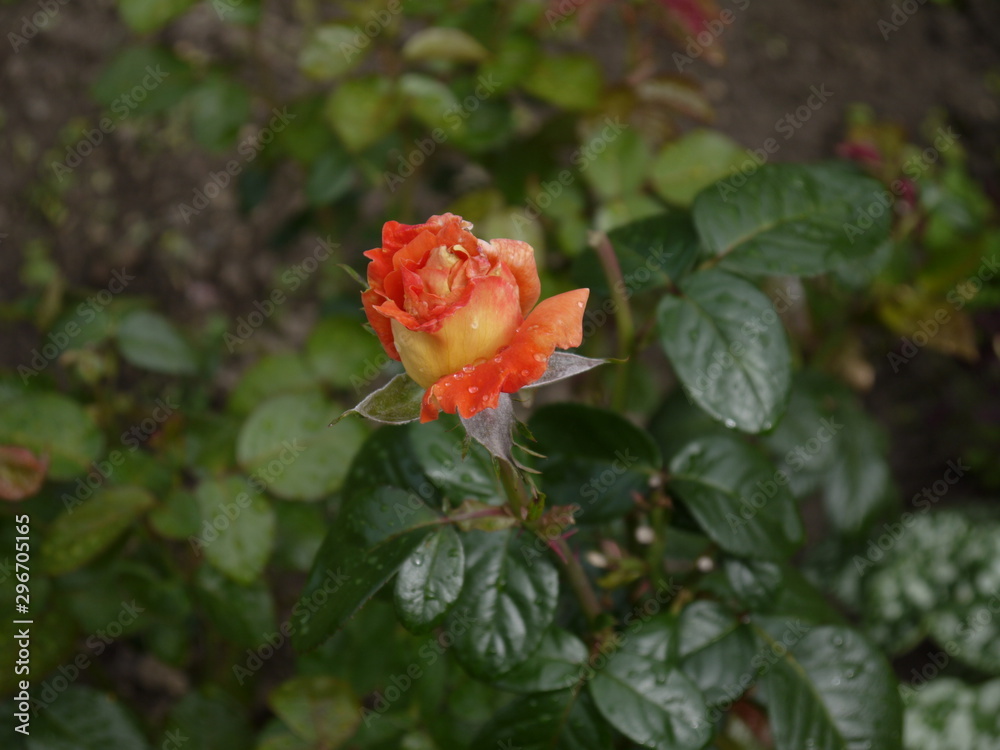 Цветок роза оранжевая бутон