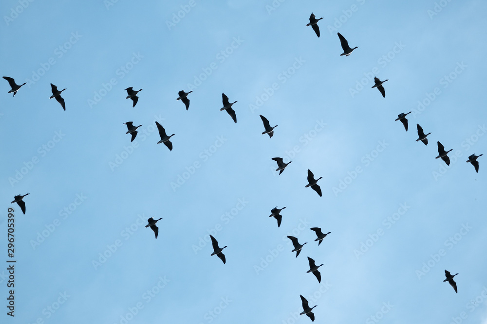 Wild greylag and Canada geese in flight. Wild greylag and Canada geese in flight.