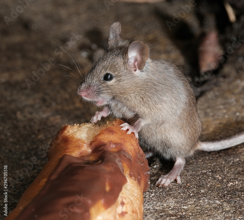 Mouse feeding on cake in urban house garden.