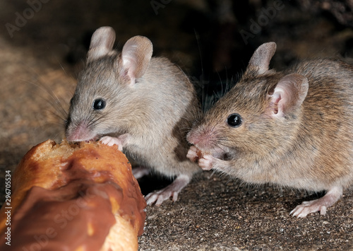 Mouse feeding on cake in urban house garden.