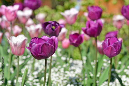 Beautiful dark violet 'Tulipa Negrita' tulips in field of spring flowers on blurry background