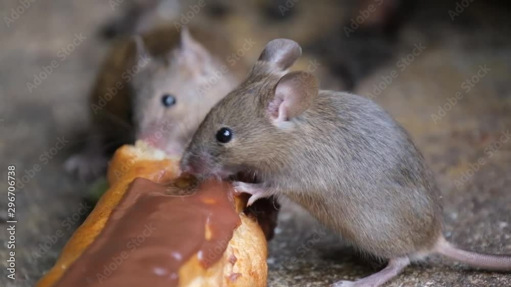 Mouse feeding on cake in urban house garden. Mouse feeding on cake in urban house garden.