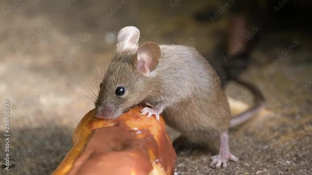 Mouse feeding on cake in urban house garden. Mouse feeding on cake in urban house garden.