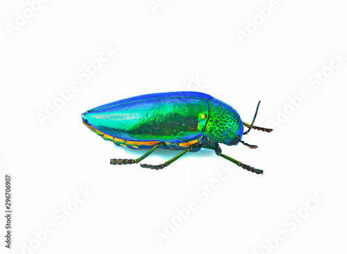 close up buprestis beetle isolated on a white background