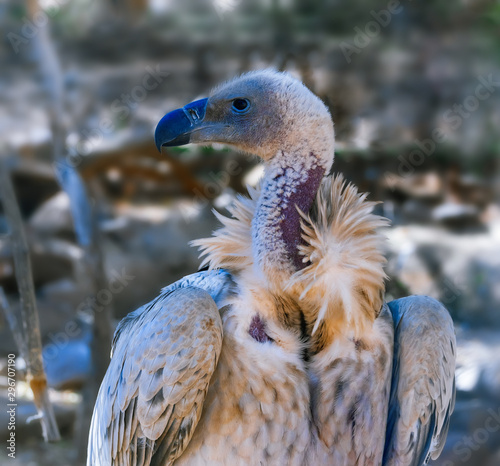 Cape Vulture photo