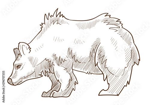 Grizzly bear isolated sketch, wild forest predator