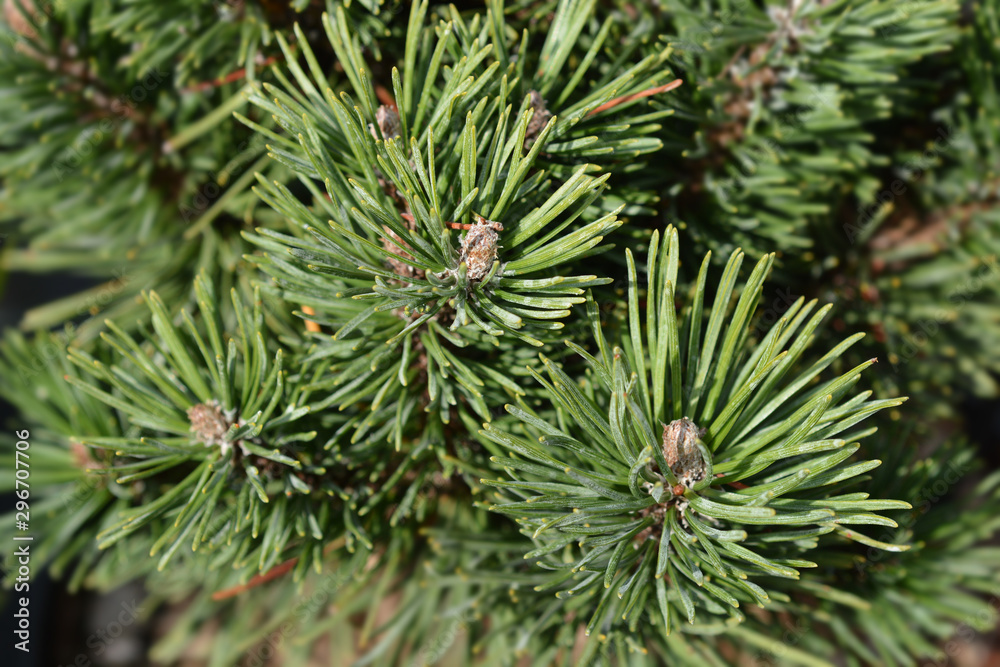 closeup of Dwarf mountain pine Limerick closeup of Dwarf mountain pine Limerick