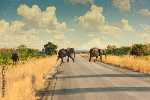 Photography Elephant crossing road