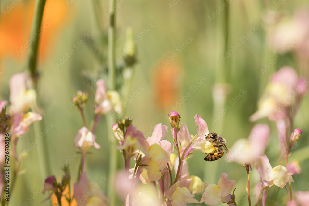 Honey bees forage for nectar and pollen exclusively, and as they forage for these resources, honey bees accomplish pollination. Honey bees forage for nectar and pollen exclusively, and as they forage for these resources, honey bees accomplish pollination.