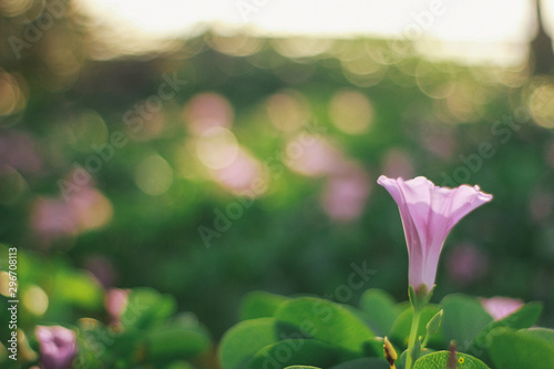 pink flower in the garden