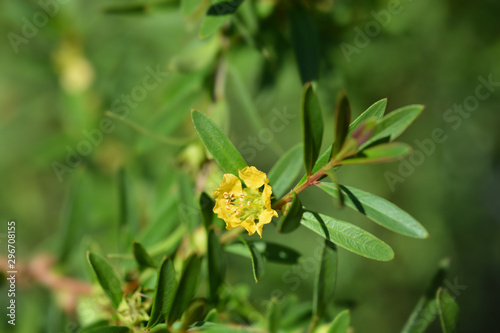 Shrubby yellowcrest flower