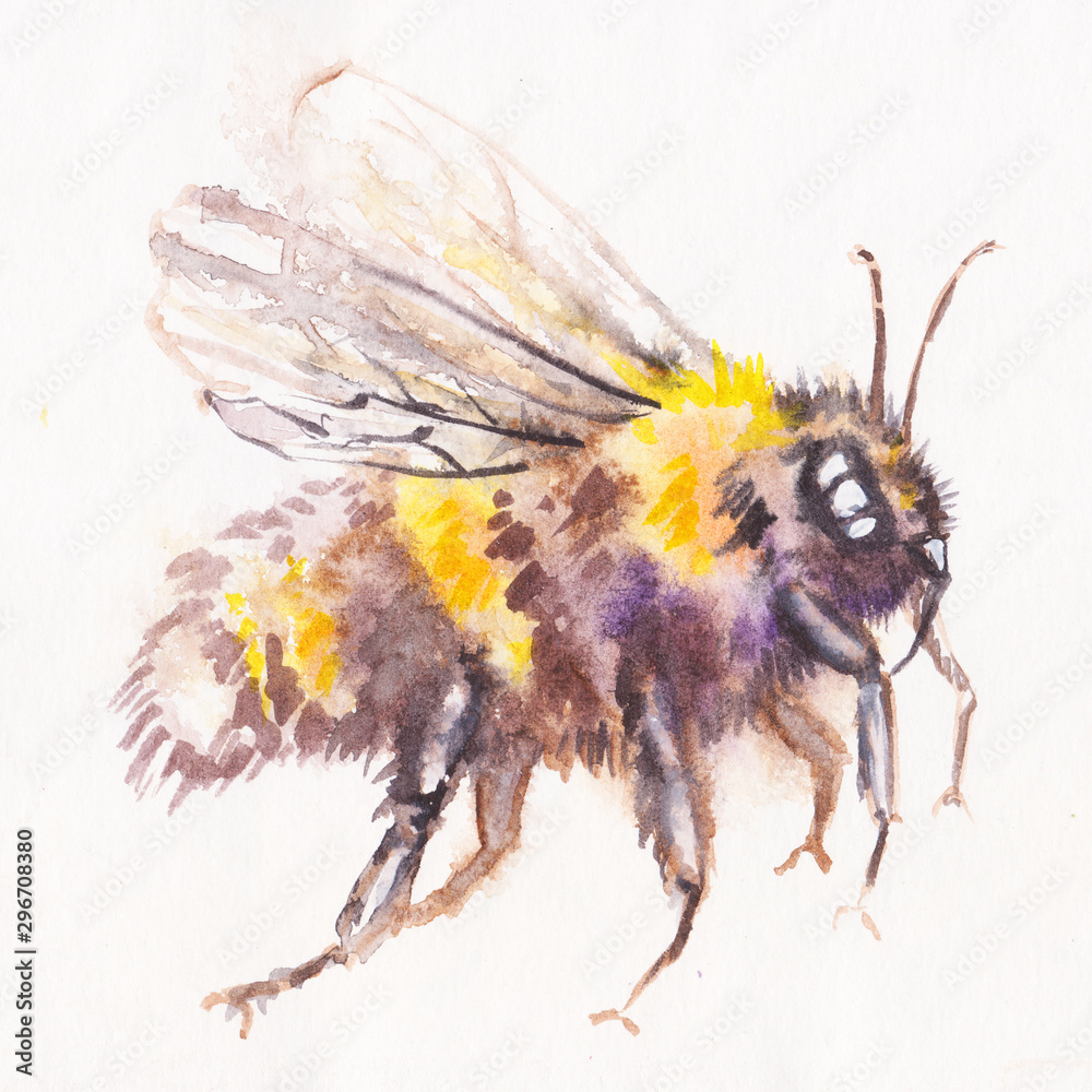 Image of flying honey bee on white background. watercolor Image of flying honey bee on white background. watercolor