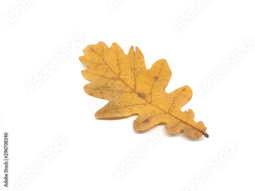 Yellow autumn oak leaves isolated on white background. Old leaves.