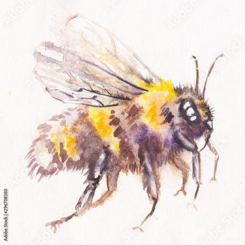Image of flying honey bee on white background.   watercolor