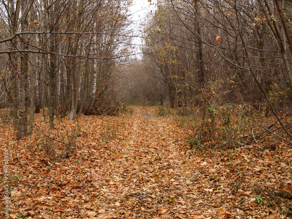 Dull, bleak and deserted forest in late autumn. Fall forest road with bare trees and fallen foliage beneath them. Overcast season and weather in November and December. Forest on the eve of winter