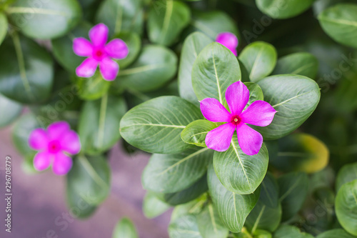 Beautiful watercress Purple leaves green in the garden.