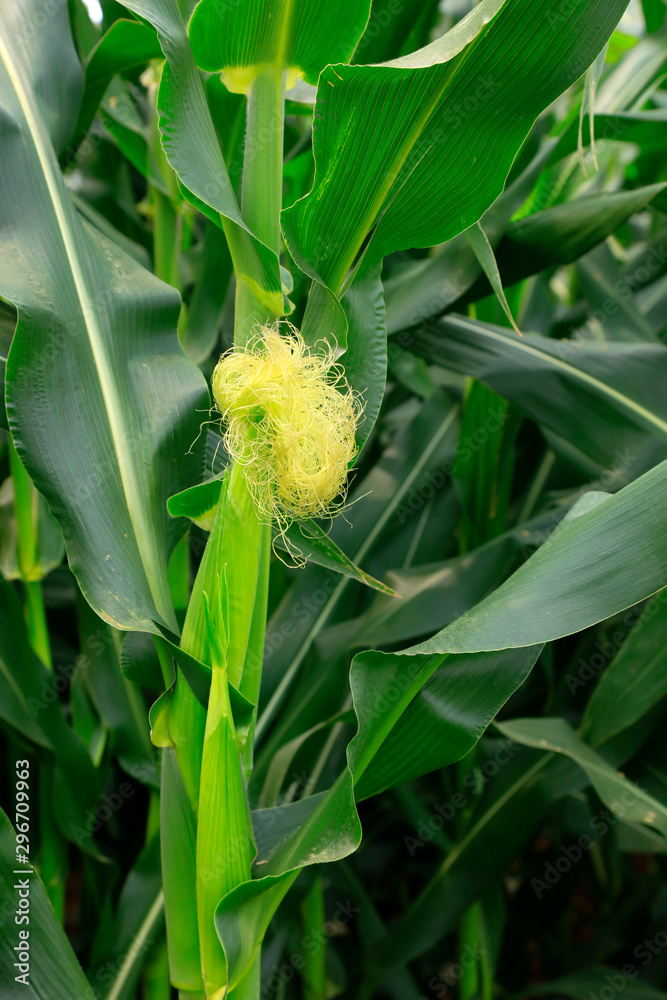 Obraz premium maize cob